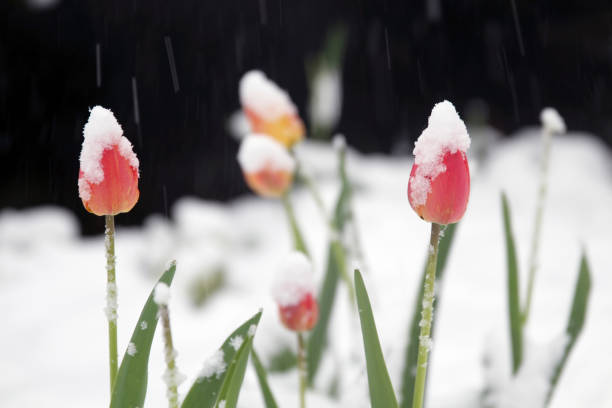 geada da primavera cobrindo tulipas e jardim com neve - sweet magnolia florida flower magnolia - fotografias e filmes do acervo