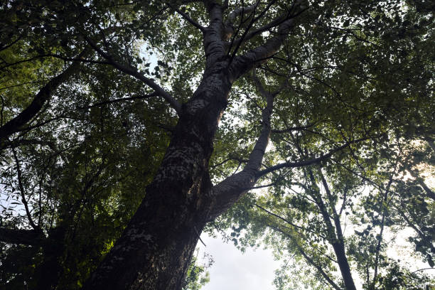 istock Canopy of a forest on a sunny day 1539174744