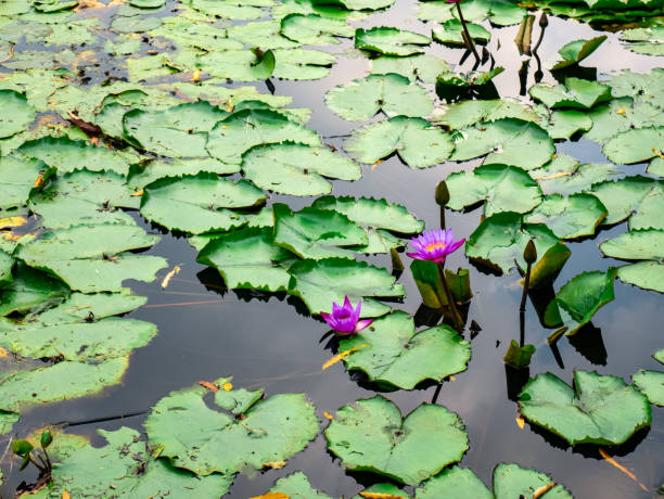 istock small lotus flower floating in the water 1539175773