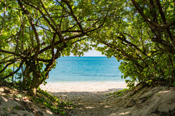 istock Hyakuna Beach in Okinawa 1539178896