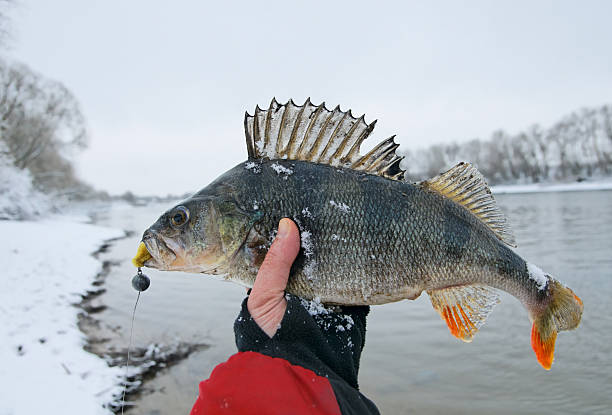 istock Big perch in fisherman's hand 153919638