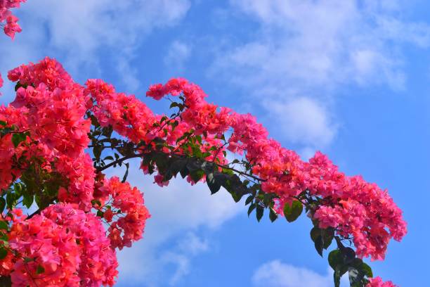 istock bougainvilleas perfect bloom 1539210502