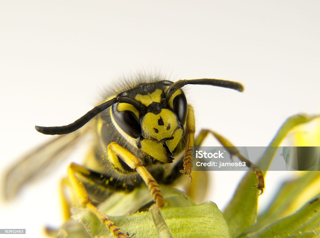 Macro of a European wasp yellow and black markings a Macro of a European wasp yellow and black markings Backgrounds Stock Photo