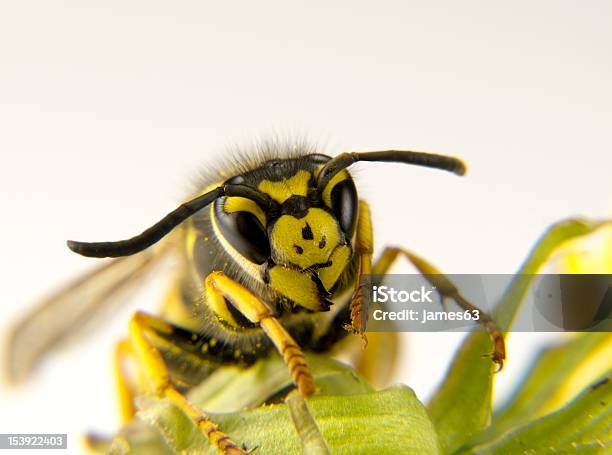 Macro Of A European Wasp Yellow And Black Markings Stock Photo - Download Image Now - Backgrounds, Stinging, Wasp