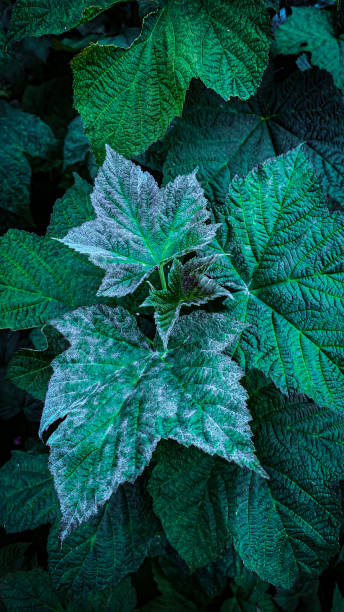 istock Tropical leaves nature background 1539228795