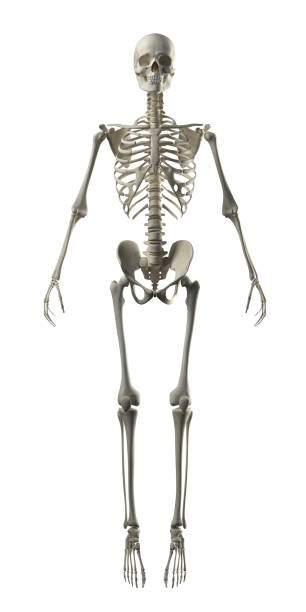 istock HIRES Human Skeleton 12K - ANTERIOR view 153923155
