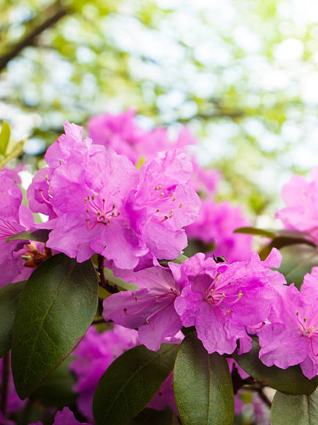 Pink Flowers stock photo