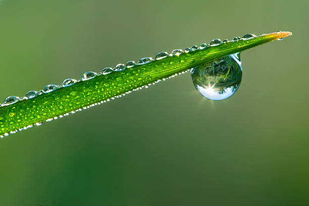 dewdrop - sunrise leaf brightly lit vibrant color foto e immagini stock