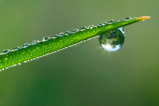 Close-up of water drop falling from tip of green leaf.
