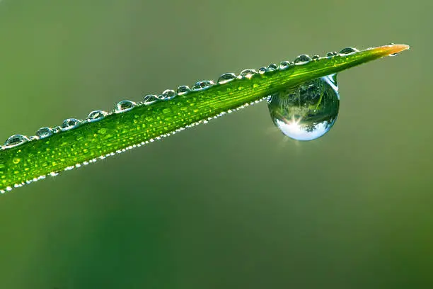 Morning dewdrop with beautiful reflection; beautiful nature background with shallow depth of field