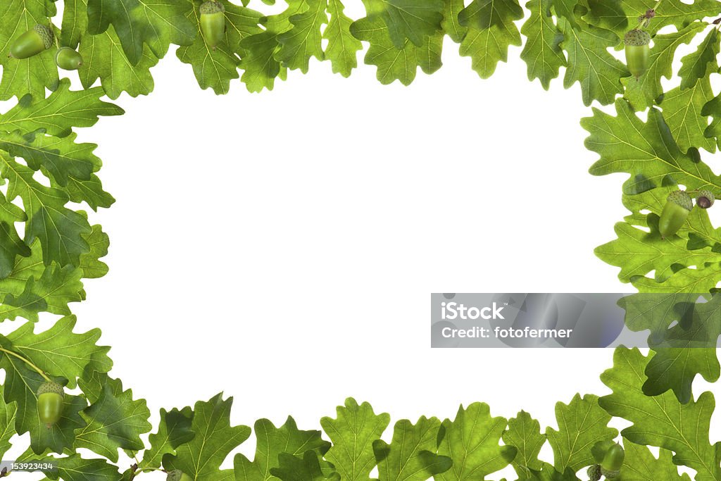 Cornice di Foglie di quercia con retroilluminazione - Foto stock royalty-free di Ambiente