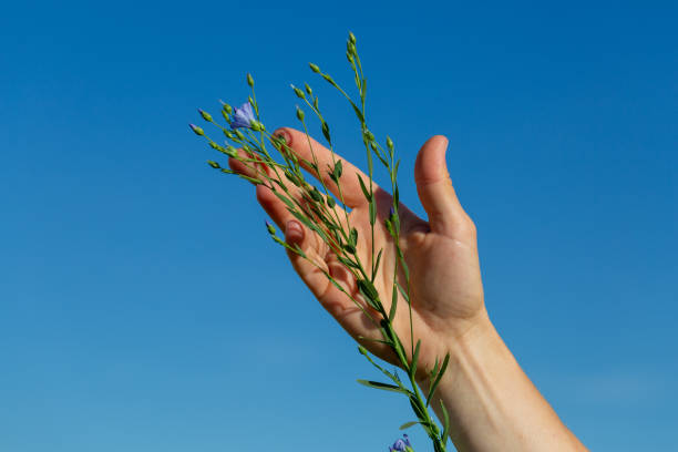 le mani femminili tengono le piante di lino con i fiori sullo sfondo di un campo di lino - seed flax seed human hand food foto e immagini stock