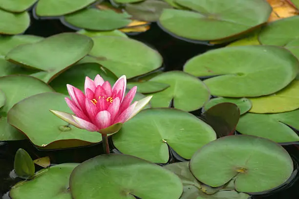 Pink water lily among green lily pads