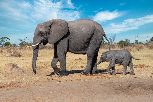 An African elephant cow (Loxodonta africana) with her approx. one months old calf. \n\nHwange National Park, Zimbabwe