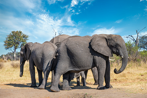 A group of African elephants (Loxodonta africana) surrounds a few weeks old baby to protect it.\n\nHwange National Park, Zimbabwe