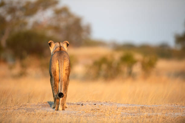 Rear view of a lioness, which is looking around alertly for possible prey. \n\nLocation: Hwange National Park, Zimbabwe, southern Africa.