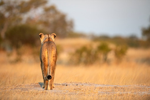 Rear view of a lioness, which is looking around alertly for possible prey. \n\nLocation: Hwange National Park, Zimbabwe, southern Africa.