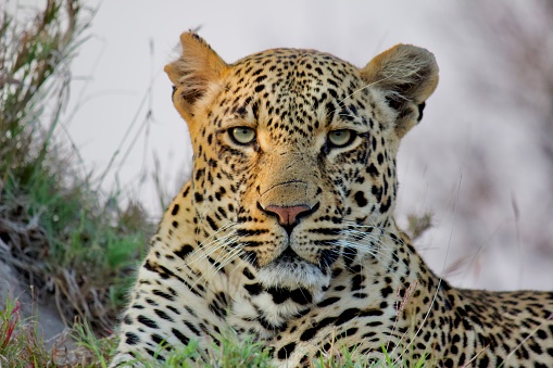 Thamba male Leopard from Sabi sands