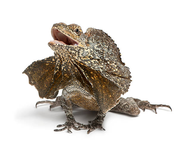 istock Frill-necked lizard, Chlamydosaurus kingii, in front of white background 153929689