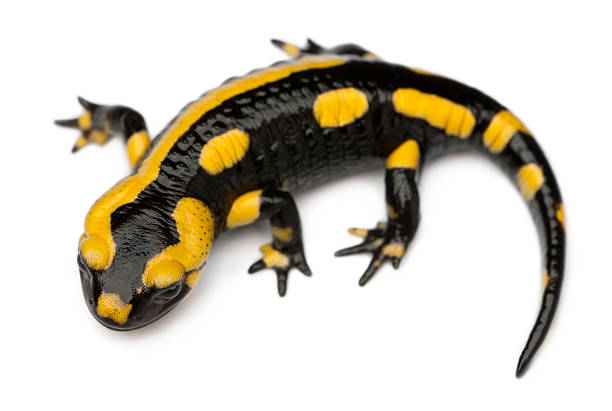 Fire salamander, Salamandra, in front of white background Fire salamander, Salamandra salamandra, in front of white background salamander stock pictures, royalty-free photos & images
