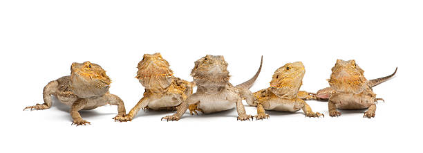 Central Bearded Dragons, Pogona vitticeps, in front of white background