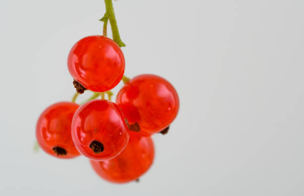 Isolated redcurrant fruits on a light background, closeup