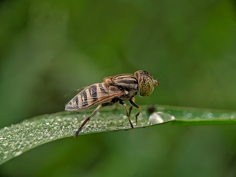 Eristalinus taeniops or fly insects live in tropical grass forests