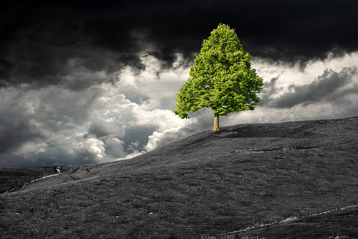 Single green tree on top of a hill, black and white landscape with dramatic sky with storm clouds. Environmental conservation concept.