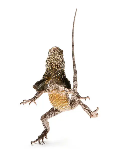 Frill-necked lizard, also known as the frilled lizard, Chlamydosaurus kingii, in front of white background