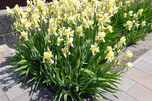 Numerous light yellow flowers of Iris germanica in mid May