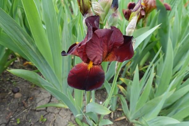 istock Dark red flower of Iris germanica in mid May 1539322599