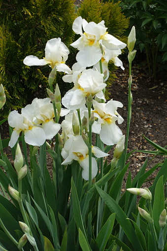 Florescence of white bearded irises in mid May