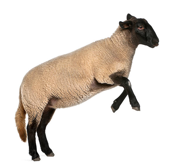 Female Suffolk sheep, Ovis aries, 2 years old, jumping