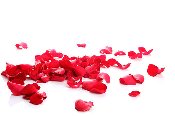 petali di rosa rossa - petalo di rosa foto e immagini stock