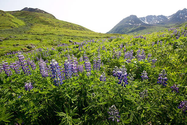 Green Alpine Meadow stock photo