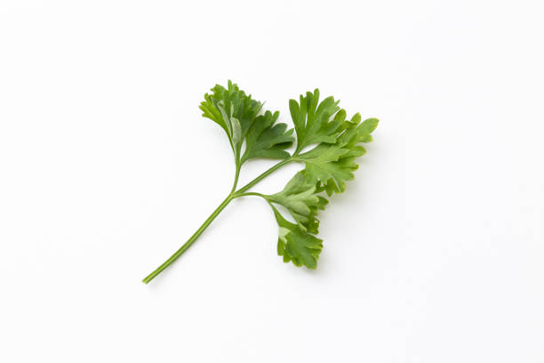 istock Italian parsley on white background . 1539339868
