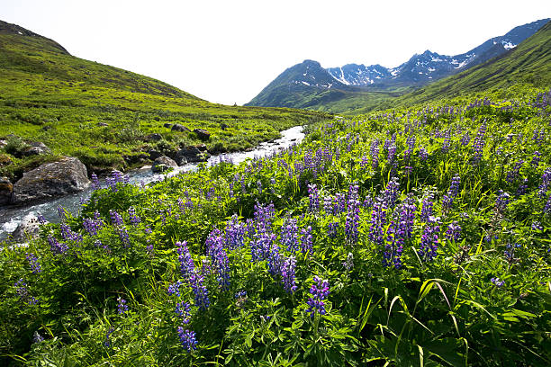 Wildflower Mountain Valley stock photo