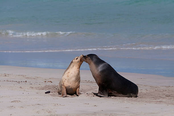 istock Two kissing sealions on the seaside 153934189