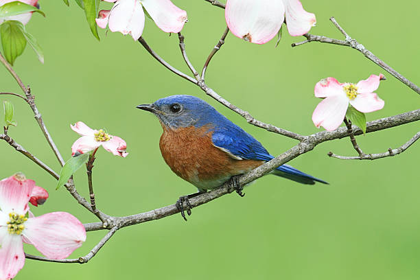 istock Bluebird with Dogwood flowers 153934952