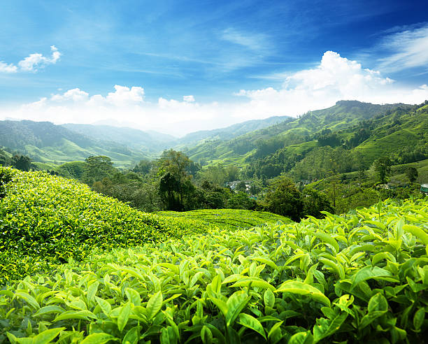 istock Tea plantation Cameron highlands, Malaysia 153935464