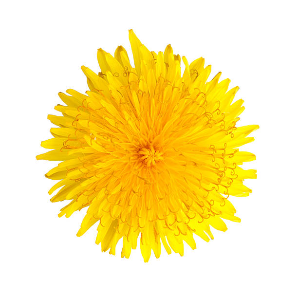 istock beautiful yellow flower 153935583