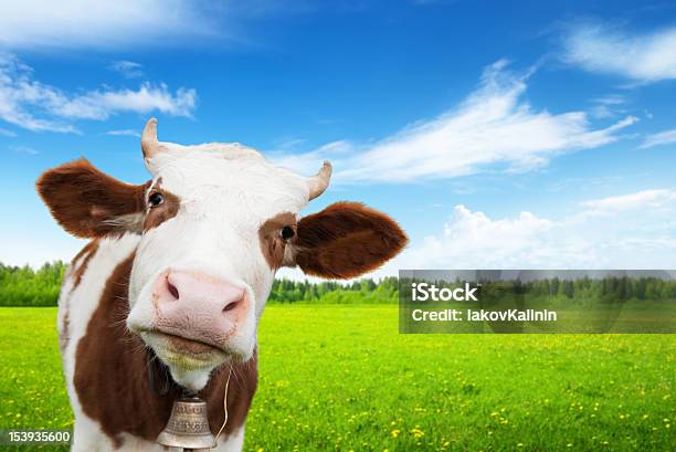 Mucca E Campo Di Erba Fresca - Fotografie stock e altre immagini di Vacca - Vacca, Stare in piedi, Campo