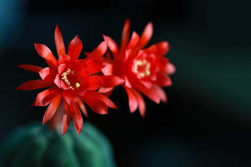 In a close-up shot, a cactus plant displays a fascinating sight - a double blossom red flower.