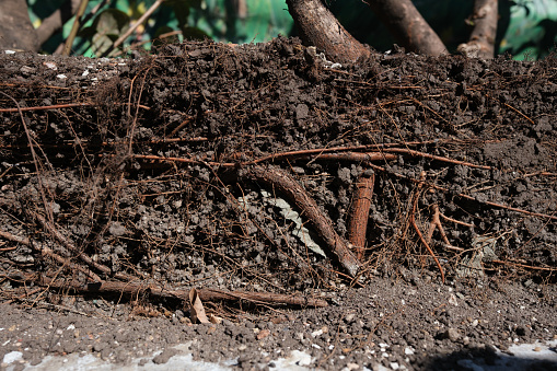 A section of soil cut away, exposing the roots of nearby trees.