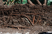 A cross section of soil with exposed roots