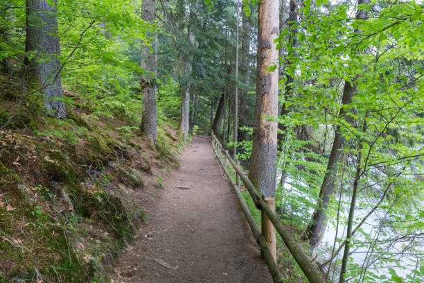 istock Path with railing in forest along the mountain lake shore 1539383866