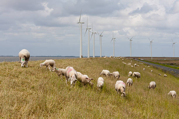 istock Grazing sheep at a Dutch dike with large windturbines 153938438