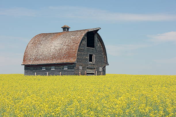 istock Carpet of yellow 153938455