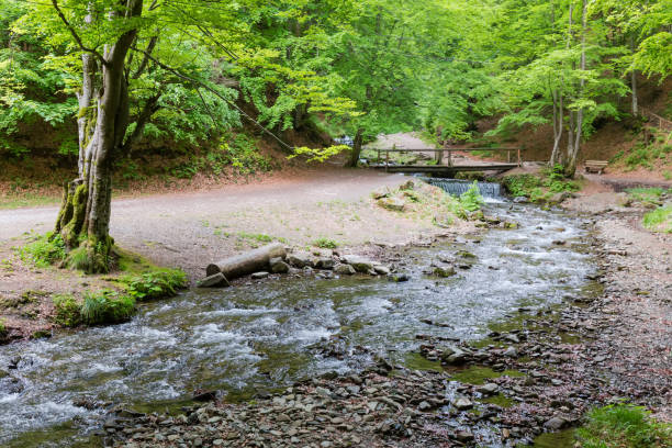 istock Mountain stream with footbridge and artificial waterfall in beech forest 1539389112