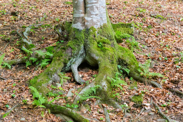 Bottom part of the trunk of old beech with partly exposed roots overgrown with moss in forest on a mountain slope in spring overcast morning